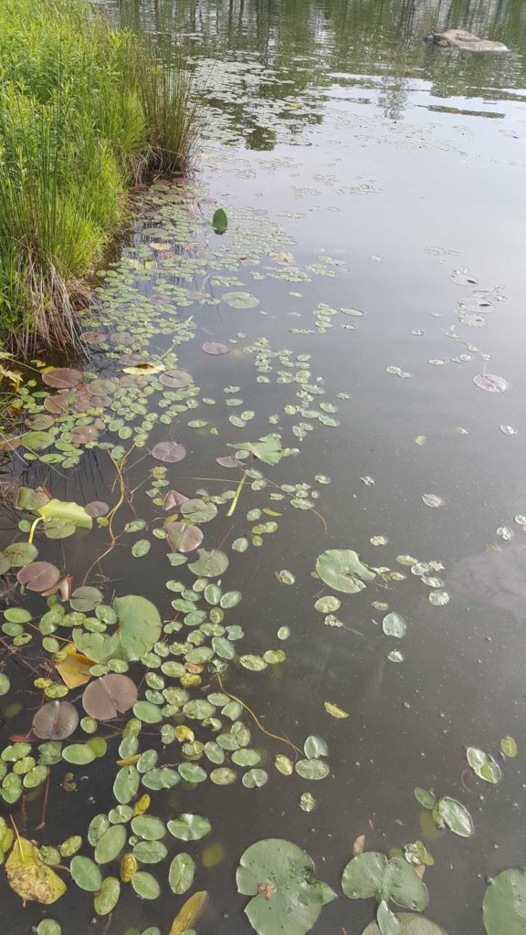 Watershield can take over the entire pond, depending on the depth of the